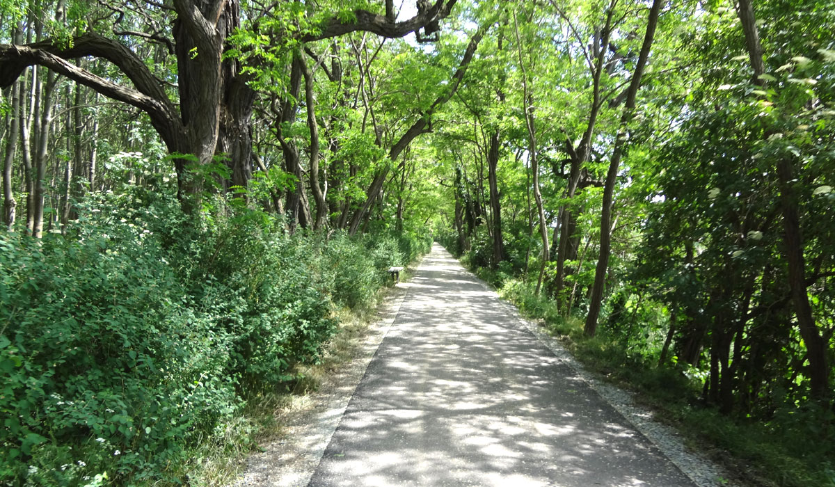 Boderadweg in Stassfurt Horst