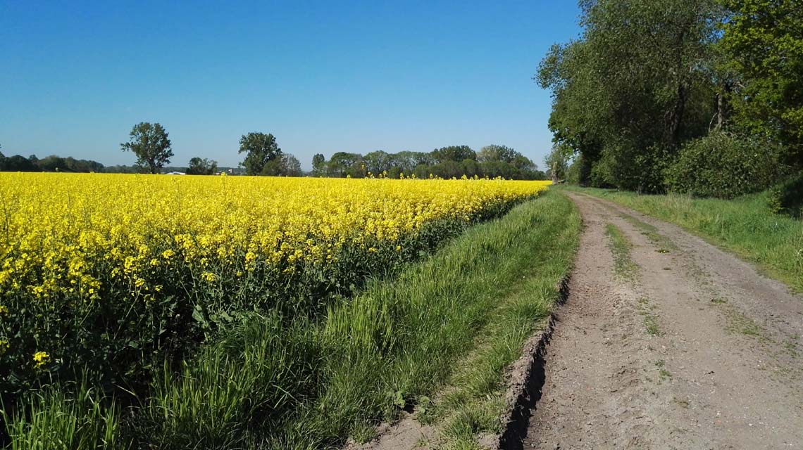 Feldweg hinter Hadmersleben