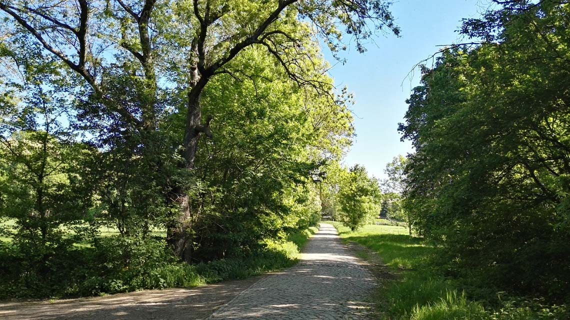 Weg bei Groß Germersleben Weg bei Groß Germersleben